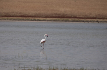 flamingo, bird, pink, water, animal, nature, wildlife, lake, birds, wild, flamingos, zoo, swan, beak, red, feather, white, feathers, beautiful, exotic, beauty, tropical, phoenicopterus, animals, stand