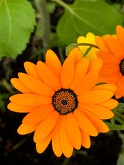 orange gerber daisy