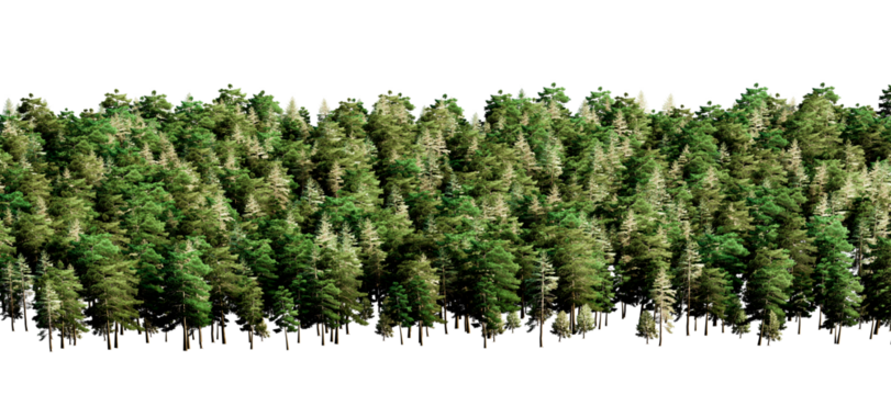 Coniferous forest with thick foliage on transparent background
