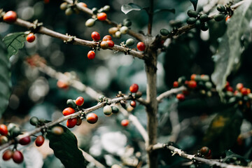A variety of coffee beans in different colors showcases a spectrum from green to deep brown.