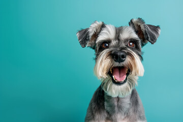 Very cute Schnauzer portrait with plain color background
