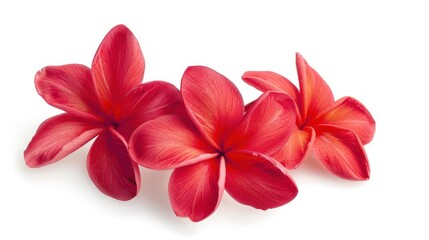 Three Red Plumeria Flowers on White Background
