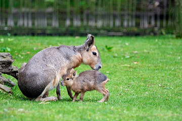 Großer Mara ( Dolichotis patagonum ) mit Nachwuchs.