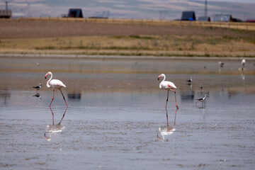 flamingo, bird, pink, water, animal, nature, wildlife, lake, birds, wild, flamingos, zoo, swan, beak, red, feather, white, feathers, beautiful, exotic, beauty, tropical, phoenicopterus, animals, stand