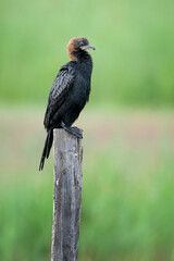 Portrait of a pygmy cormorant (Microcarbo pygmaeus) perched on a wooden pole. Copy space vertical image. 