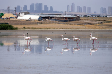 flamingo, bird, pink, water, animal, nature, wildlife, lake, birds, wild, flamingos, zoo, swan, beak, red, feather, white, feathers, beautiful, exotic, beauty, tropical, phoenicopterus, animals, stand