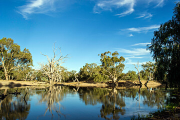 reflection of trees in water