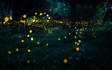 Firefly flying in the forest. Fireflies in the bush at night in Prachinburi Thailand. Long exposure...