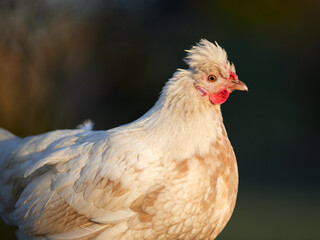 White young chicken isolated on blurred background in evening light