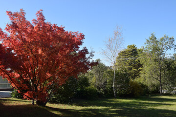 Naklejka premium Red tree