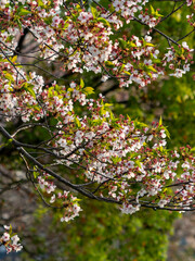 散り始めた公園の桜