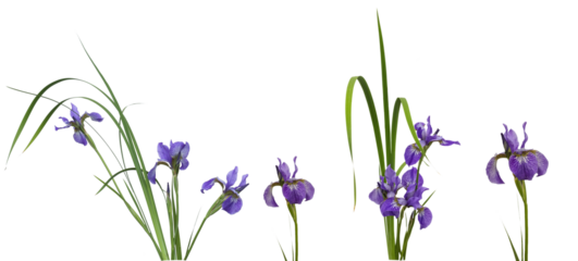 Elegant blue irises set, stems, birth flower, iris florals. beautiful botanica. iris, flower, isolated