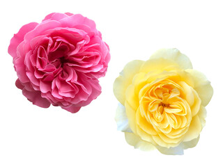 ピンクと黄色のバラの花