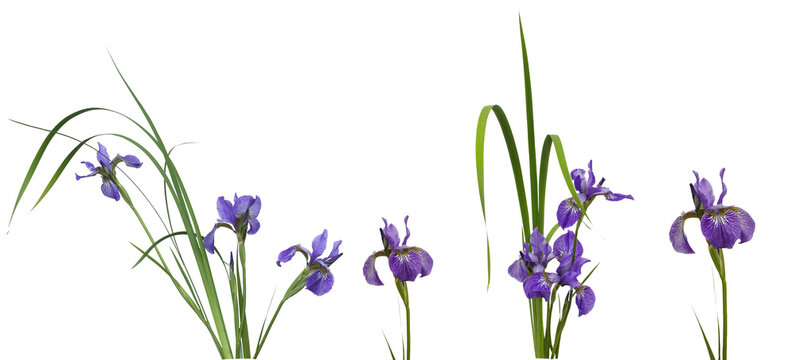 Elegant blue irises set, stems, birth flower, iris florals. beautiful botanica. iris, flower, isolated