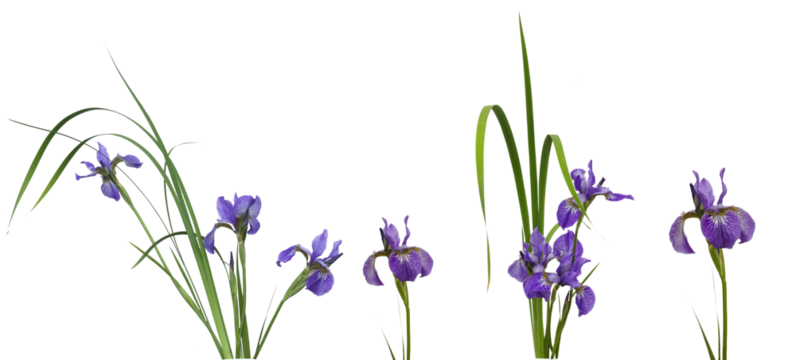 Elegant blue irises set, stems, birth flower, iris florals. beautiful botanica. iris, flower, isolated
