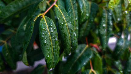 wild plant leaves that have grains on their leaves due to rain. Selective focus