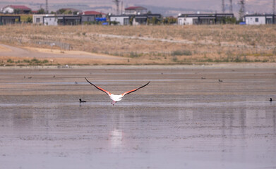 flamingo, bird, pink, water, animal, nature, wildlife, lake, birds, wild, flamingos, zoo, swan, beak, red, feather, white, feathers, beautiful, exotic, beauty, tropical, phoenicopterus, animals, stand