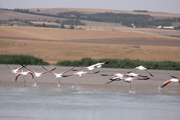 Fototapeta premium flamingo, bird, pink, water, animal, nature, wildlife, lake, birds, wild, flamingos, zoo, swan, beak, red, feather, white, feathers, beautiful, exotic, beauty, tropical, phoenicopterus, animals, stand