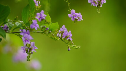 Purple Duranta repens flowers bloom on the tree