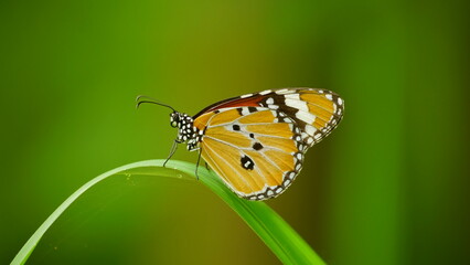 Butterfly Danaus genutia perches on a tree