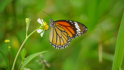 Butterfly Danaus genutia perches on a tree