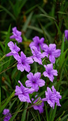 Close-up of blooming Ruellia angustifolia flower