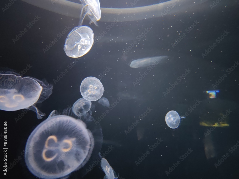 Wall mural jellyfish movement view in aquarium