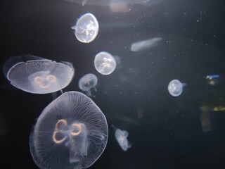 jellyfish movement view in aquarium
