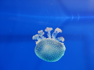 jellyfish movement view in aquarium