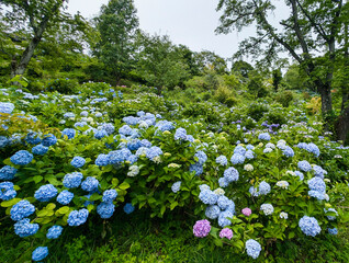 あじさい　埼玉　美の山公園	