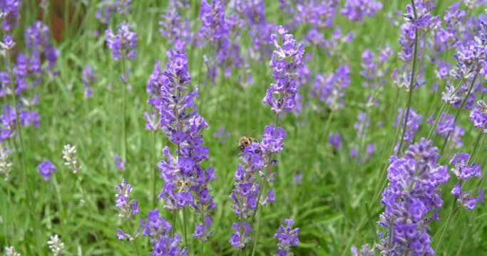 Bl&uuml;hender Lavendel (Lavandula angustifolia)
