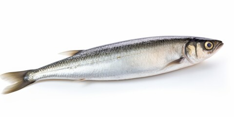 Freshwater Fish on White Background