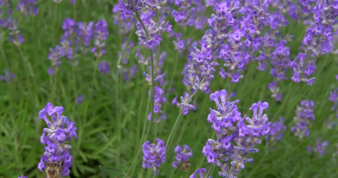 Bl&uuml;hender Lavendel (Lavandula angustifolia)
