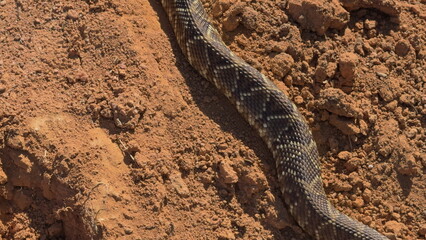 Overhead view of a rattlesnake on a dirt path in the wild