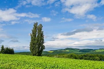 Obraz premium 日本北海道上川郡美瑛町の丘の風景