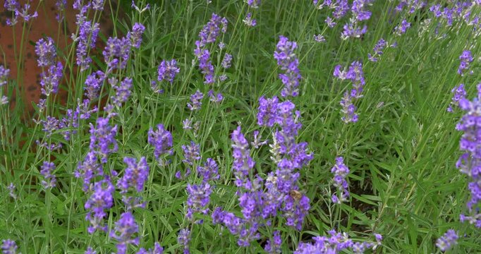 Bl&uuml;hender Lavendel (Lavandula angustifolia)