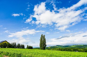 日本北海道上川郡美瑛町の丘の風景