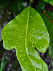 leaf with water drops