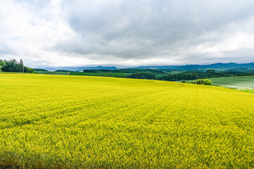 日本北海道上川郡美瑛町の丘の風景