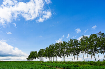 Obraz premium 日本北海道上川郡美瑛町の丘の風景