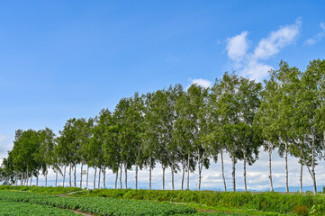Fototapeta premium 日本北海道上川郡美瑛町の丘の風景