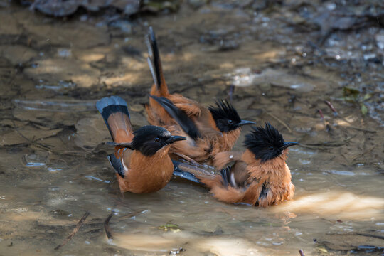 The rufous sibia (Heterophasia capistrata) is a species of bird in the family Leiothrichidae. Its natural habitat is the temperate forests of the Lower to Middle Himalayas