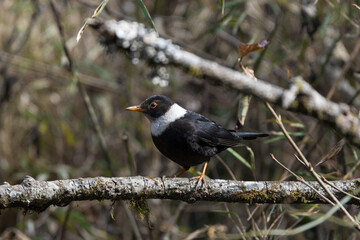  Bird is in its habitat. White-collared Blackbird (Turdus albocinctus) is perching on the tree branch close shot.