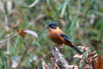 The rufous sibia (Heterophasia capistrata) is a species of bird in the family Leiothrichidae. Its natural habitat is the temperate forests of the Lower to Middle Himalayas