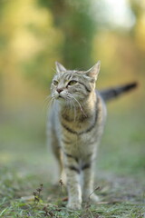 cat in the garden