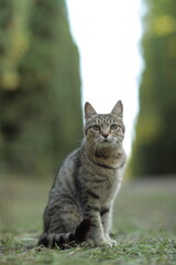 cat in the garden
