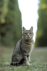 cat in the garden