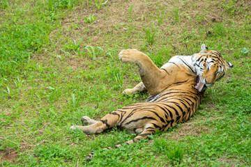 A tiger in the forest