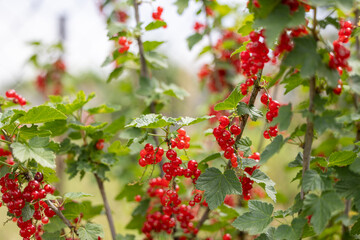 Obraz premium Ripe red currant berries on the branches of a bush in the garden