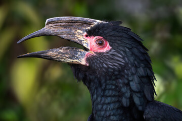 Trumpeter Hornbill - Bycanistes bucinator, portrait of beautiful iconic bird from African forests and woodlands, Kenya.